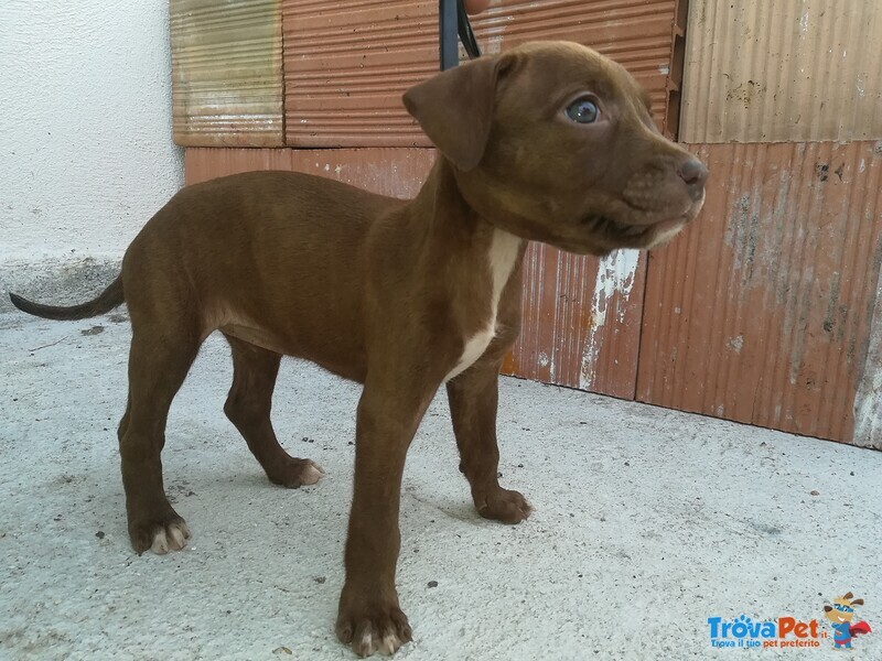 Cedo Cuccioli American Pitbull Terrier ukc red Nose - Foto n. 2