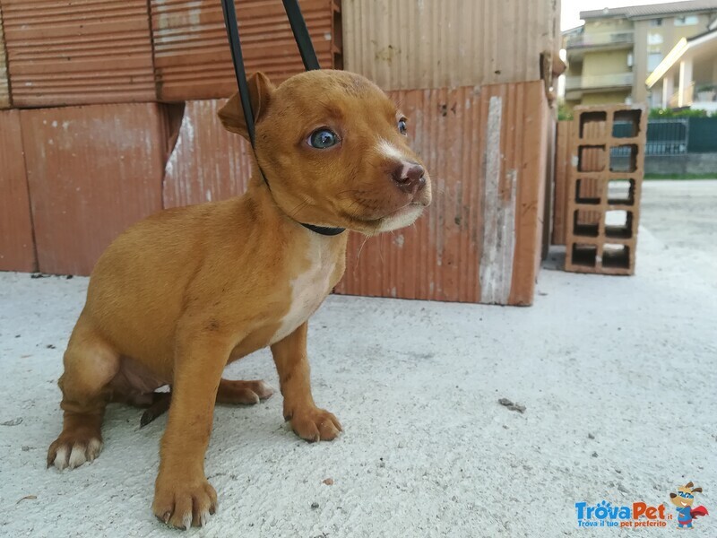 Cedo Cuccioli American Pitbull Terrier ukc red Nose - Foto n. 3