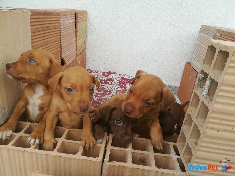 Cedo Cuccioli American Pitbull Terrier ukc red Nose - Foto n. 4