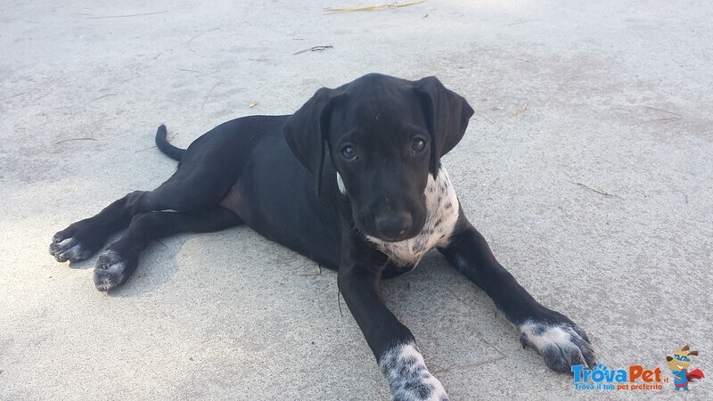 Regalo Cuccioli mix Kurzhaar e Amstaff - Foto n. 4