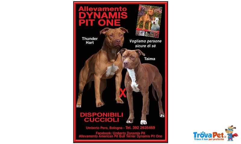 Pit bull red nose top Quality Dynamis pit One - Foto n. 1