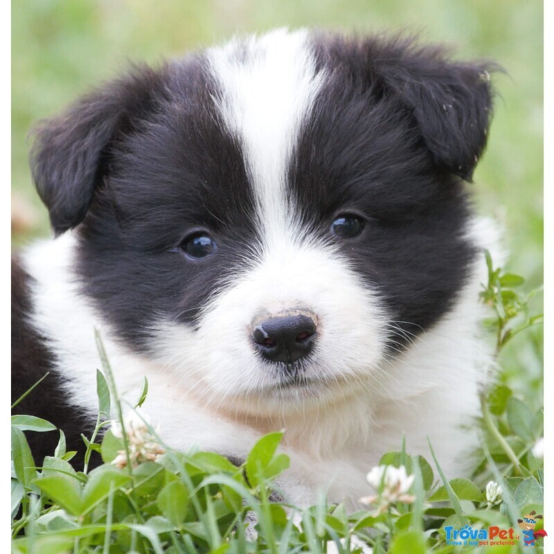 Cuccioli Border Collie - Foto n. 1