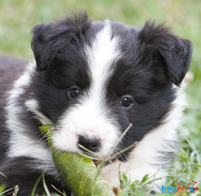 Cuccioli Border Collie - Foto n. 2