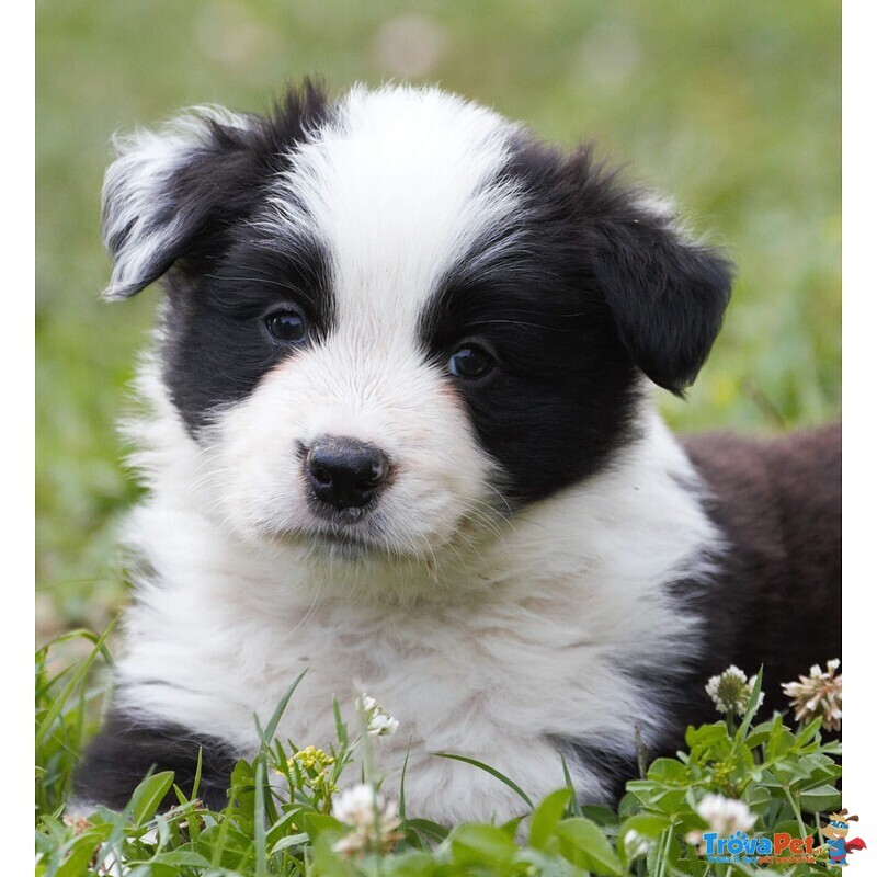 Cuccioli Border Collie - Foto n. 3