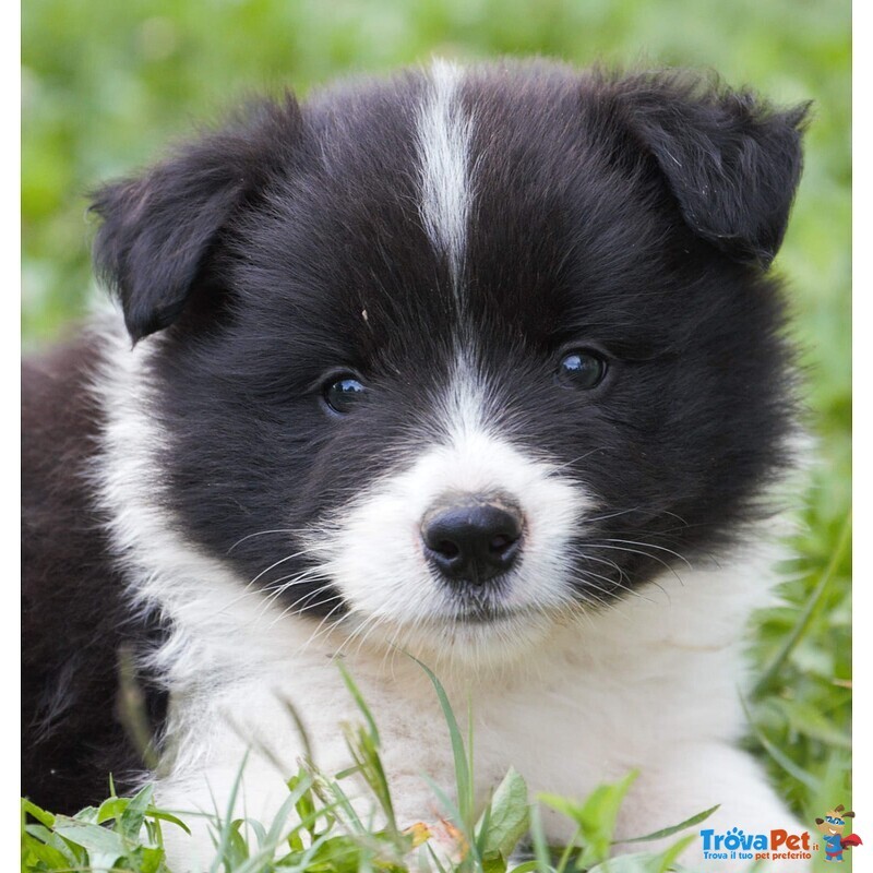 Cuccioli Border Collie - Foto n. 4