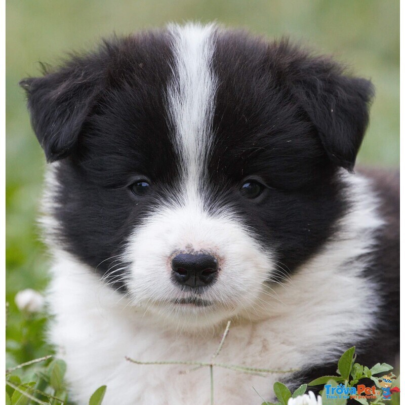 Cuccioli Border Collie - Foto n. 5