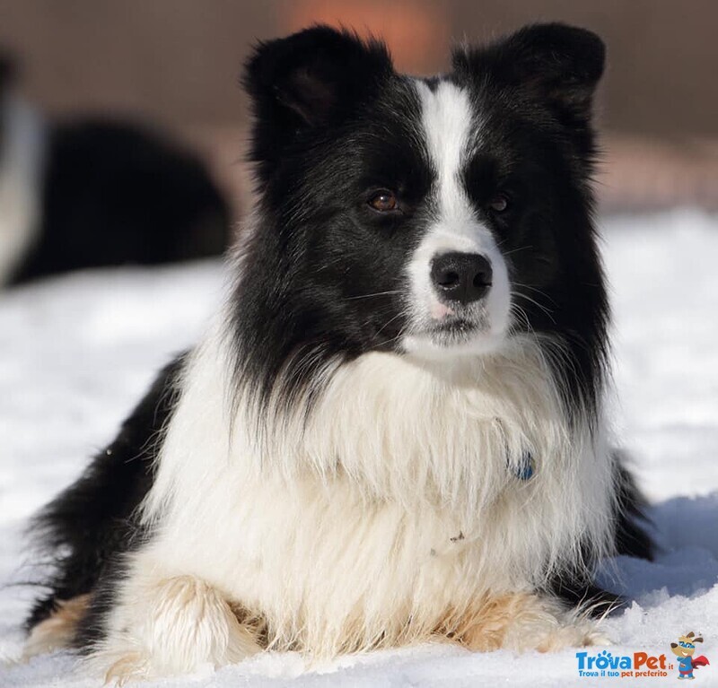 Cuccioli Border Collie - Foto n. 8