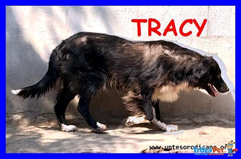 Tracy 9 anni una vita Sprecata in Canile - Foto n. 2