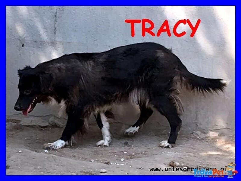 Tracy 9 anni una vita Sprecata in Canile - Foto n. 3