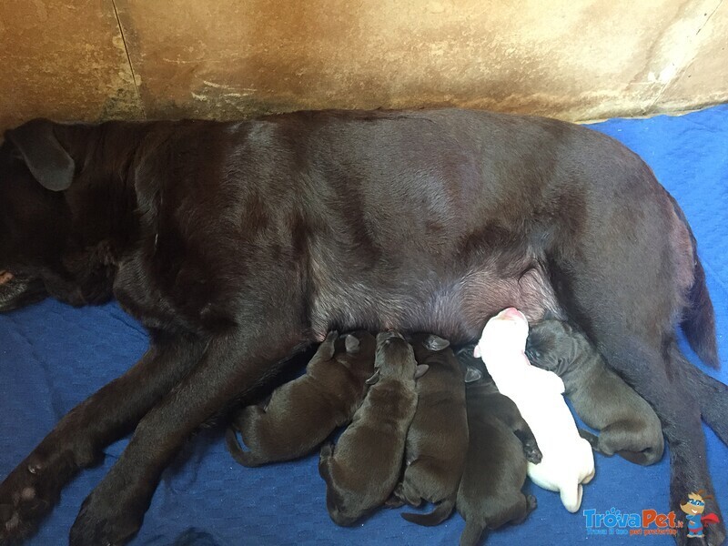 Cuccioli di Labrador - Foto n. 2