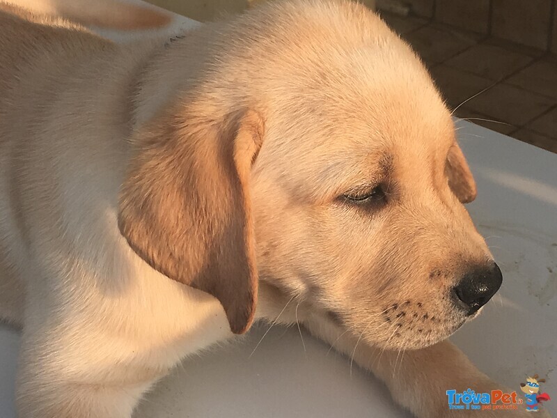 Cuccioli di Labrador con Pedigree Enci - Foto n. 1