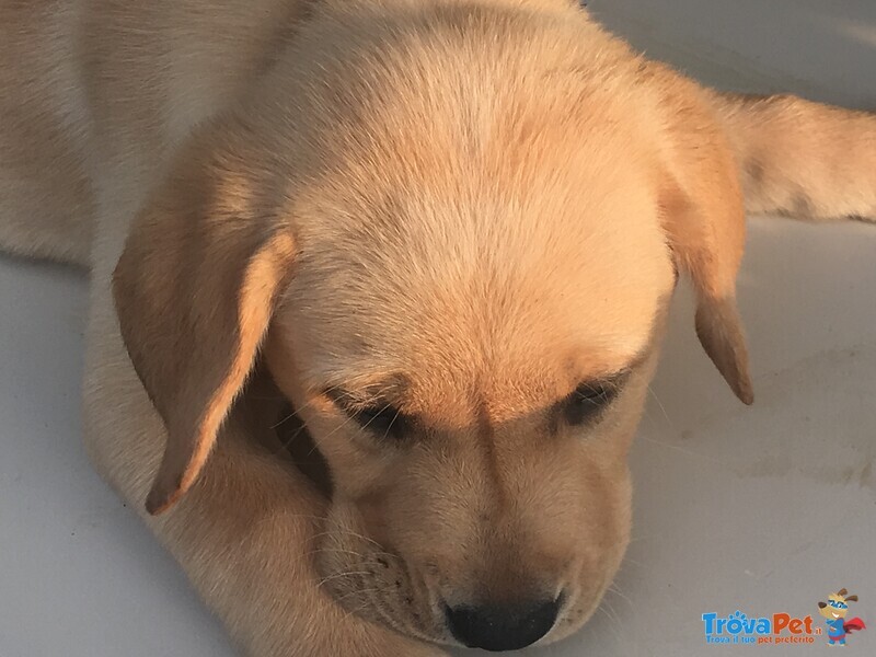 Cuccioli di Labrador con Pedigree Enci - Foto n. 2