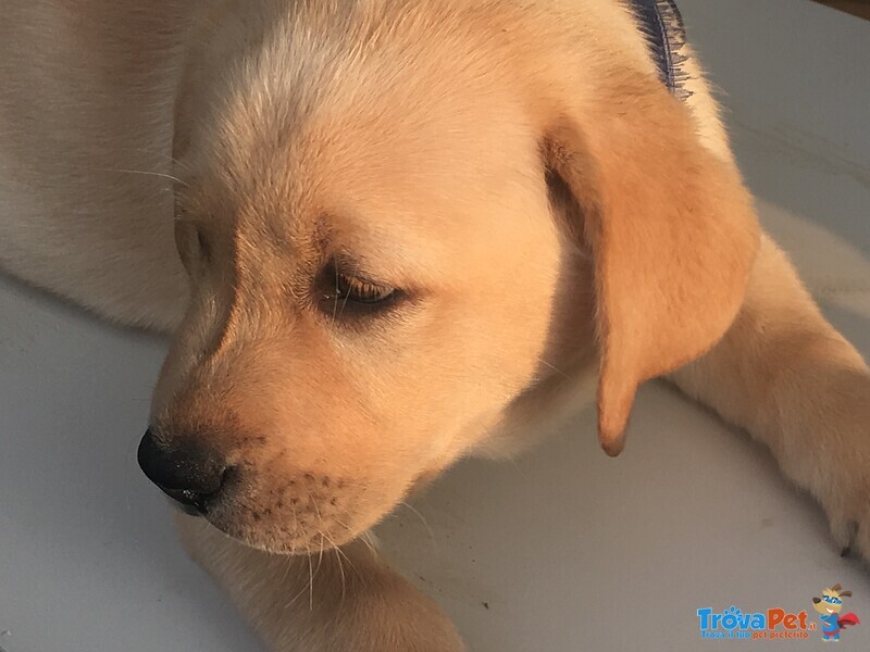 Cuccioli di Labrador con Pedigree Enci - Foto n. 3