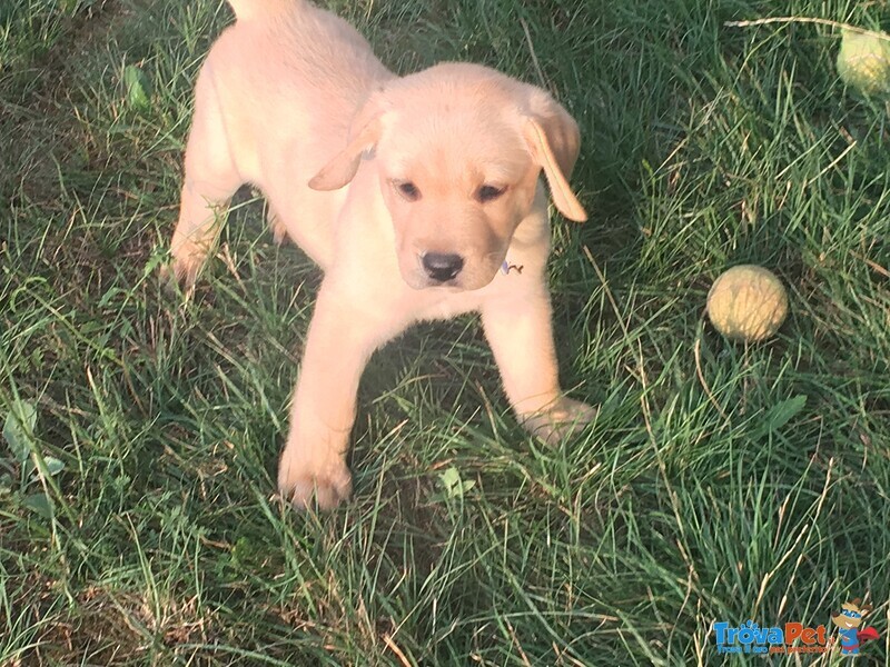 Cuccioli di Labrador con Pedigree Enci - Foto n. 4