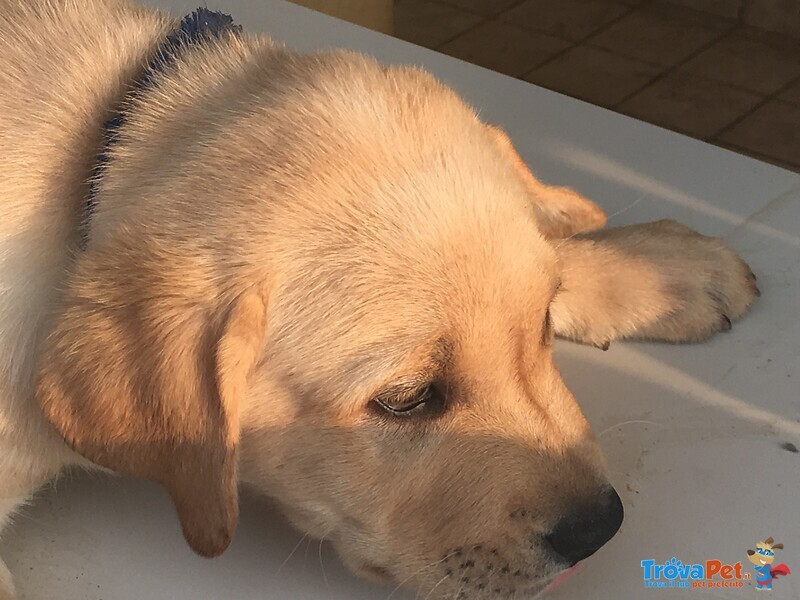 Cuccioli di Labrador con Pedigree Enci - Foto n. 5