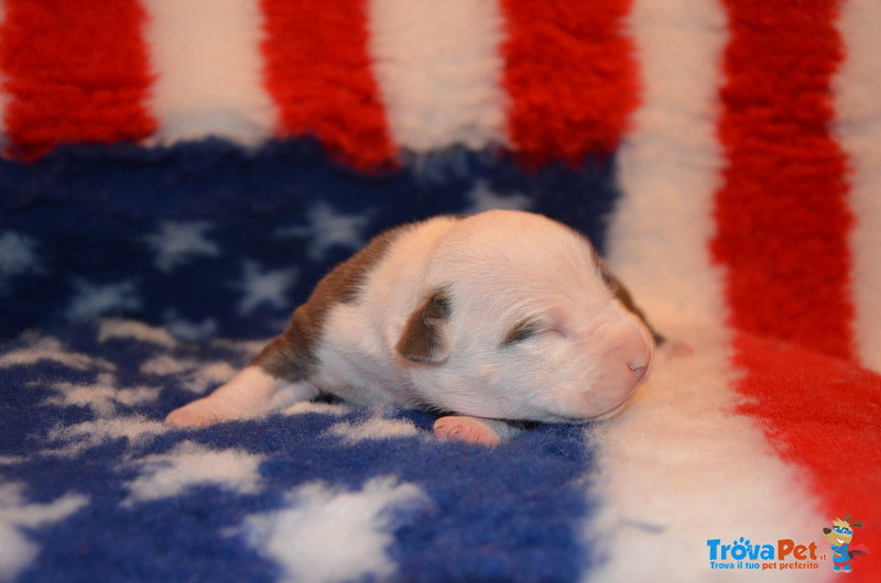 Cuccioli American Staffordshire Terrier - Foto n. 4