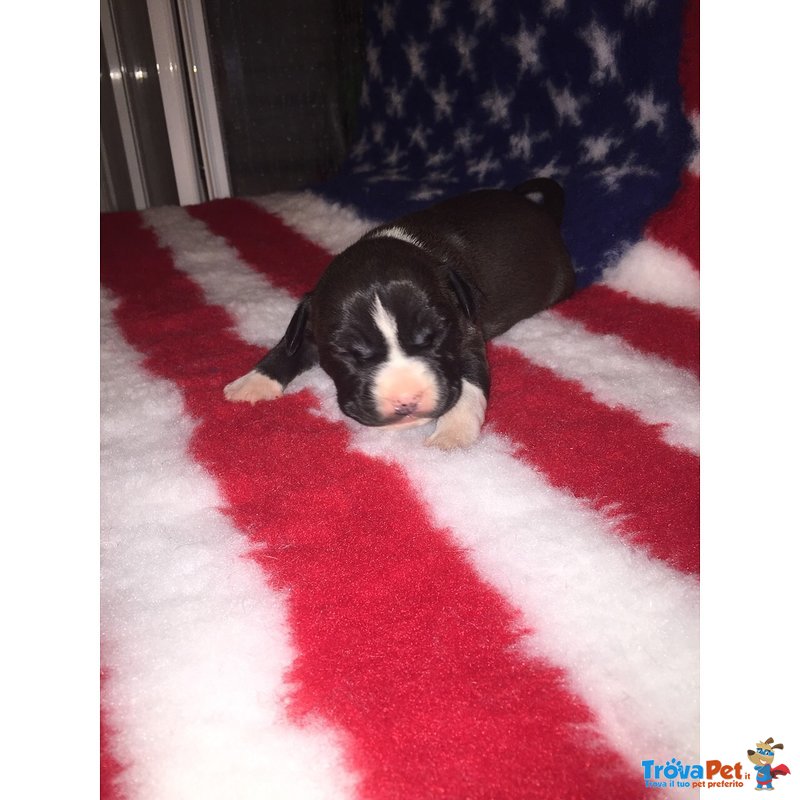 Cuccioli American Staffordshire Terrier - Foto n. 5