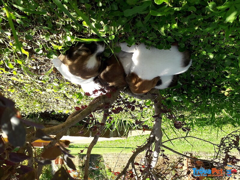 Cuccioli di jack Russell Terrier con Pedigree - Foto n. 4