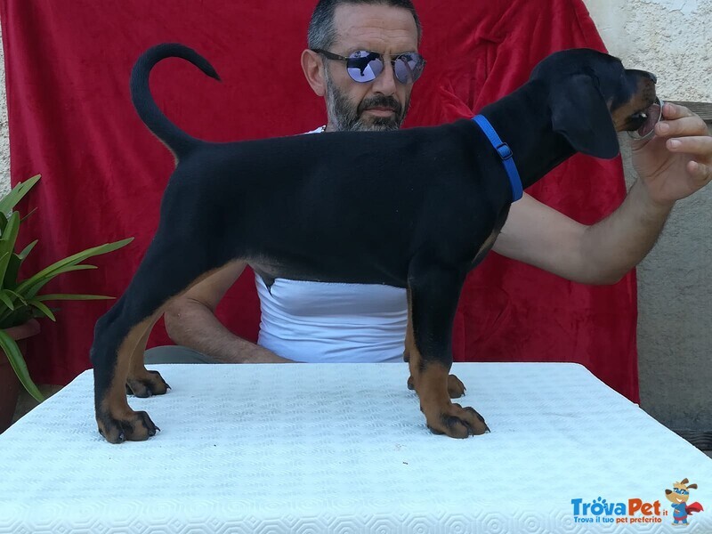 Cuccioli di Dobermann alta Genealogia - Foto n. 1