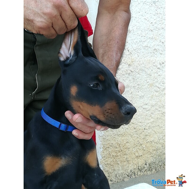 Cuccioli di Dobermann alta Genealogia - Foto n. 2