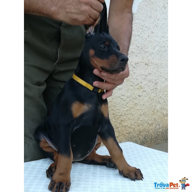 Cuccioli di Dobermann alta Genealogia - Foto n. 4