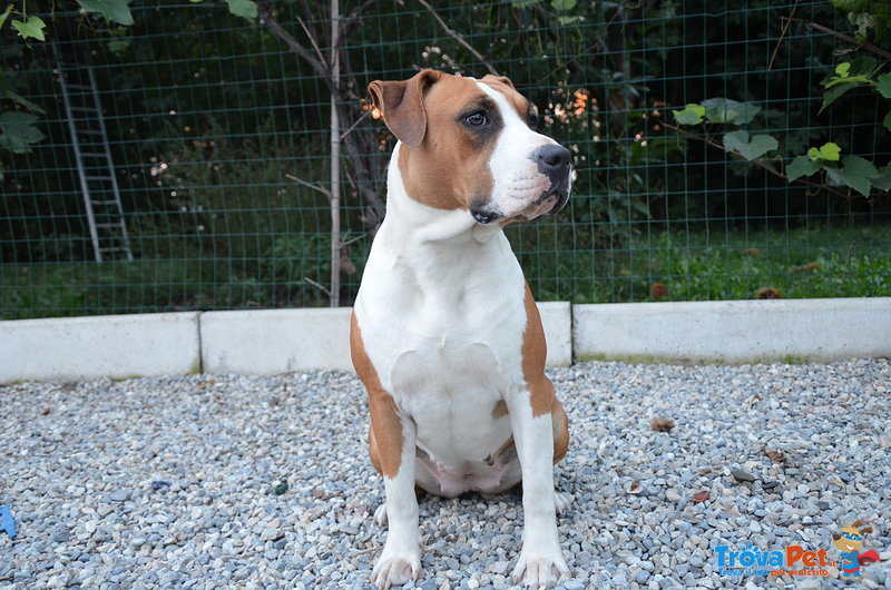 Cuccioli American Staffordshire Terrier - Foto n. 7