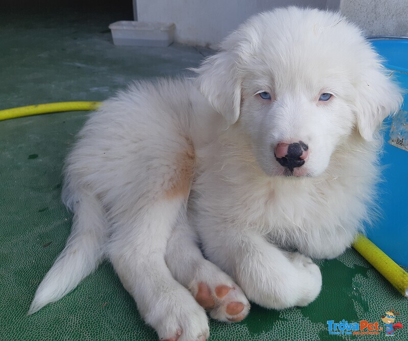 Australian Shepherd - Foto n. 1