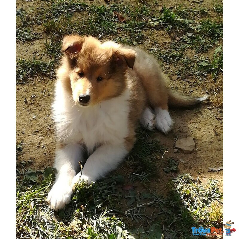 Cucciolo Collie Maschio (lassie) - Foto n. 2