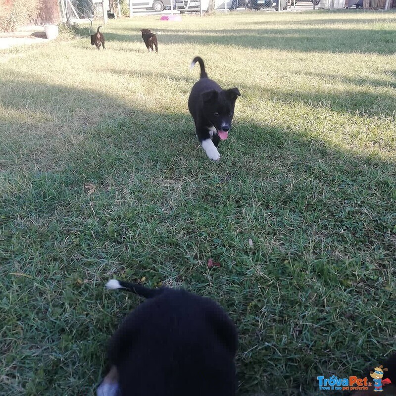 Cuccioli Border Collie - Foto n. 1