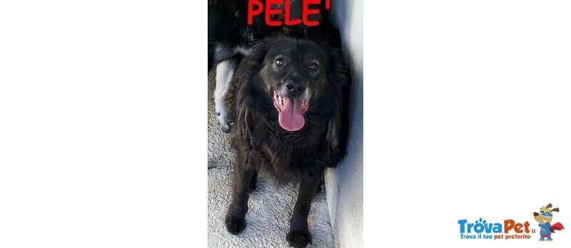 Pelè Volpinotto nero 6 Anni - Foto n. 1