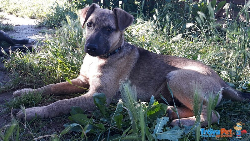 Cucciolotto mix Pastore Tedesco - Foto n. 2