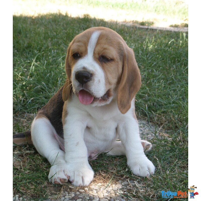 Beagle Cuccioli Disponibili - Foto n. 1