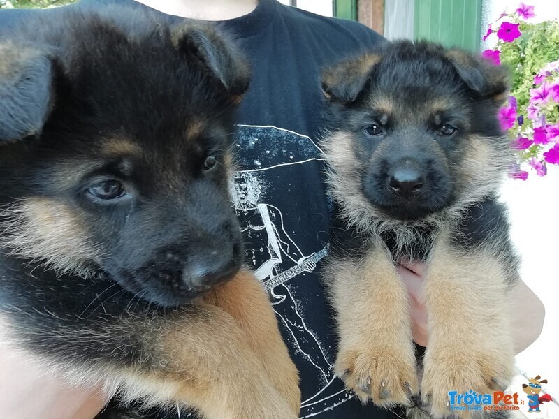 Cuccioli Pastore Tedesco - Foto n. 3