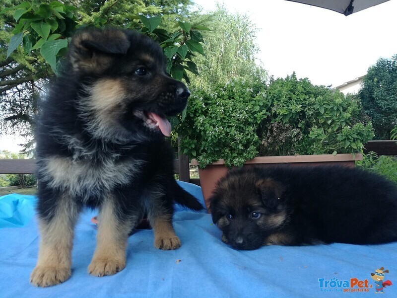 Cuccioli Pastore Tedesco - Foto n. 5