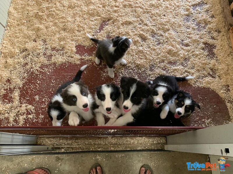 Border Collie - Cuccioli con Pedigree - Foto n. 1