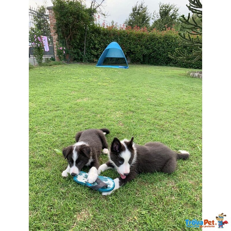 Border Collie - Cuccioli con Pedigree - Foto n. 2