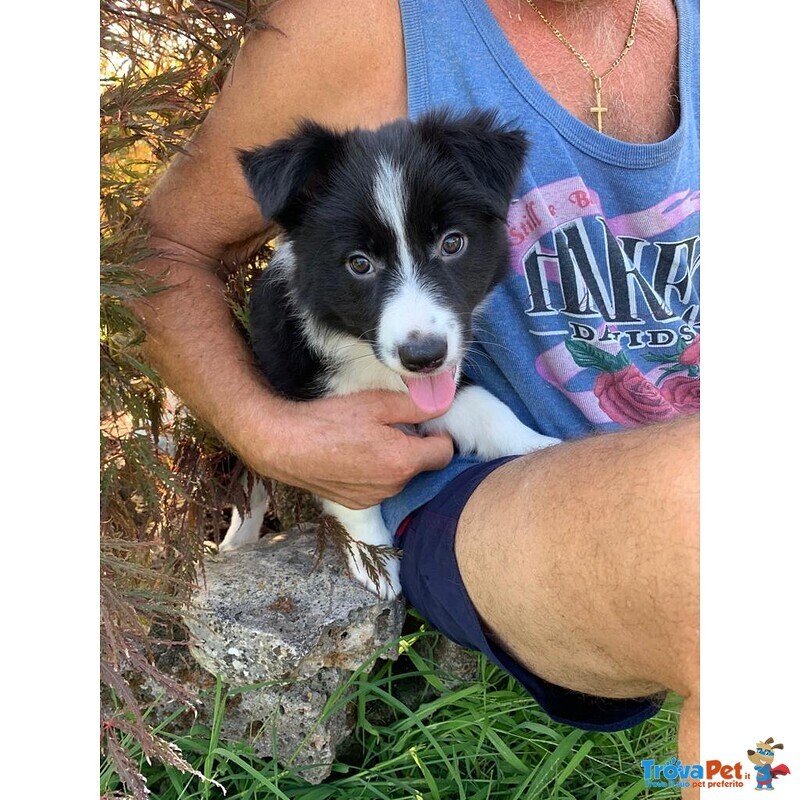 Border Collie - Cuccioli con Pedigree - Foto n. 3