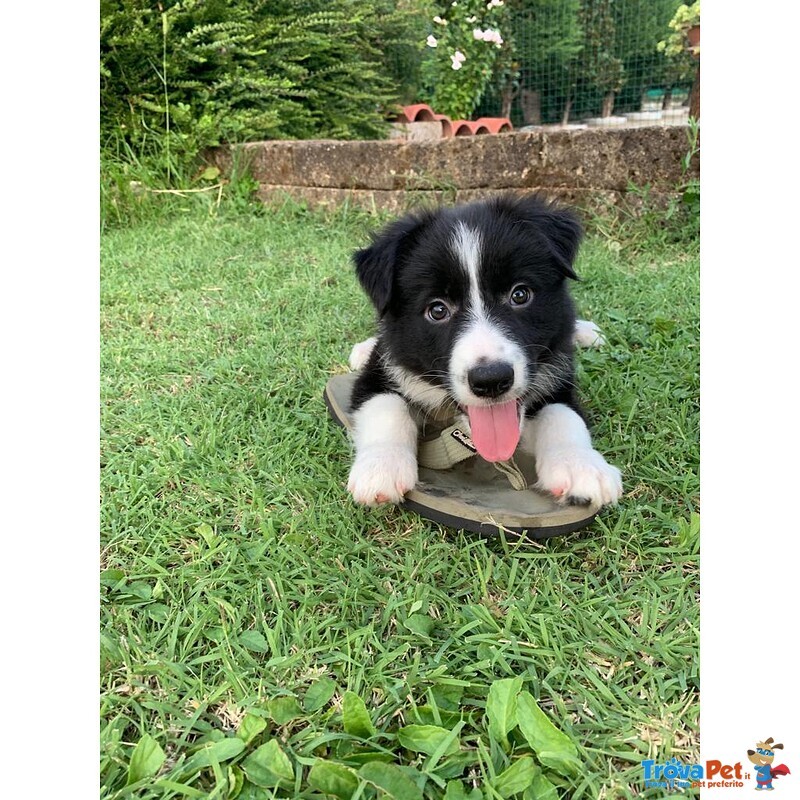 Border Collie - Cuccioli con Pedigree - Foto n. 4