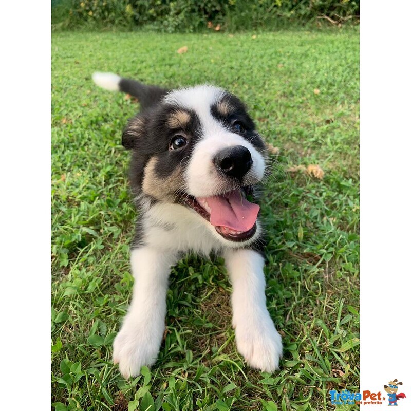 Border Collie - Cuccioli con Pedigree - Foto n. 5