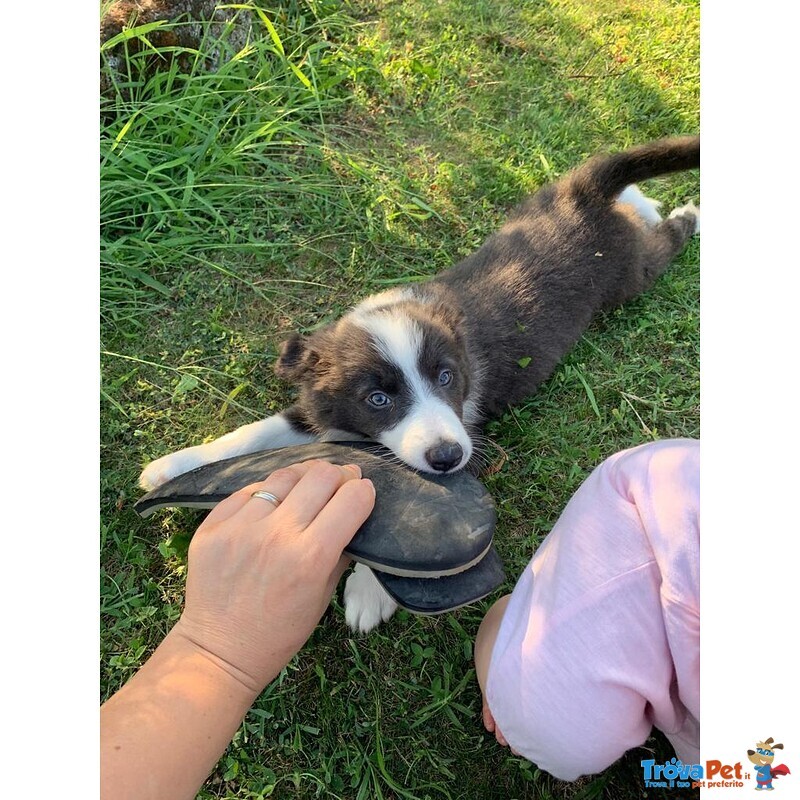 Border Collie - Cuccioli con Pedigree - Foto n. 8