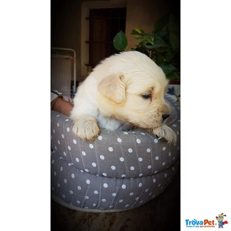 Cuccioli di Golden Retriever - Foto n. 3