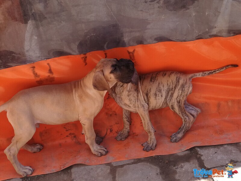 Cuccioli Alano Fulvo e Tigrato - Foto n. 4