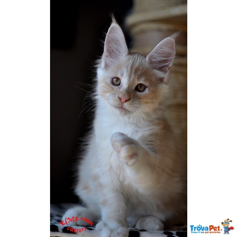 Cuccioli di Maine Coon - Foto n. 2