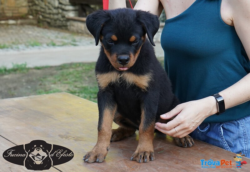 Rottweiler Cuccioli da Expo - Foto n. 4