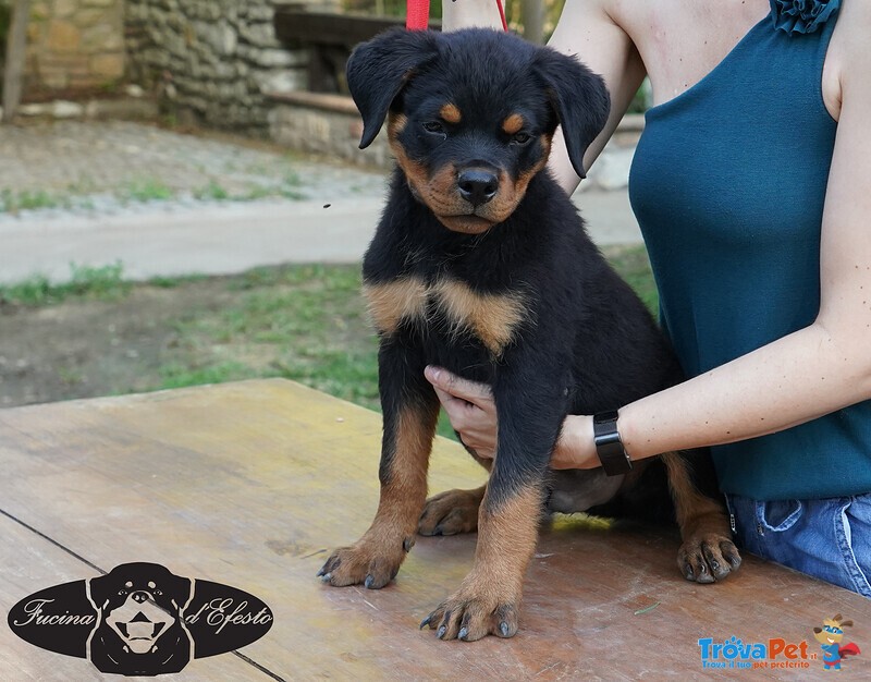 Rottweiler Cuccioli da Expo - Foto n. 5