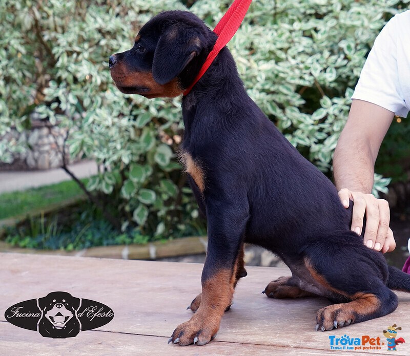 Rottweiler Cuccioli da Expo - Foto n. 7