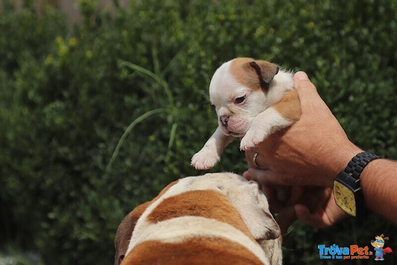 Cuccioli Bulldog Inglese alta Genealogia - Foto n. 1