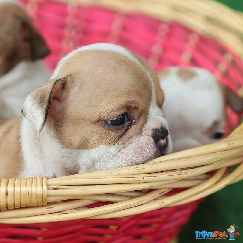 Cuccioli Bulldog Inglese alta Genealogia - Foto n. 2