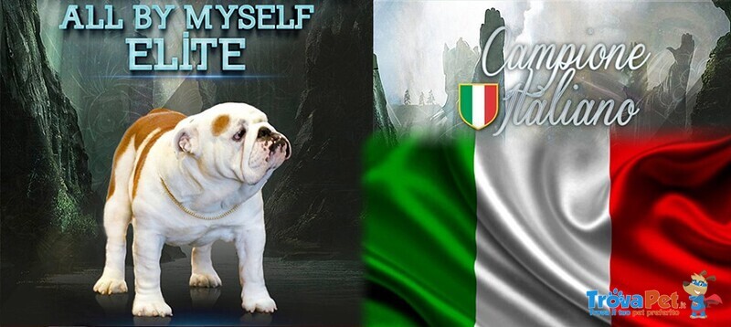 Cuccioli Bulldog Inglese alta Genealogia - Foto n. 5