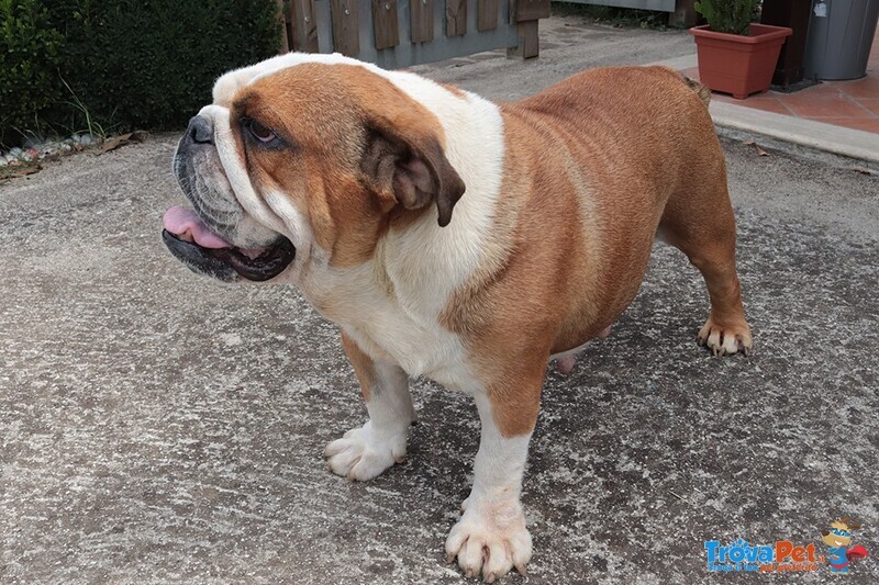 Cuccioli Bulldog Inglese alta Genealogia - Foto n. 8